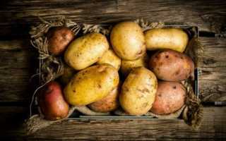 Чому гниє картопля при зберіганні, і як цього уникнути? Хвороби картоплі. Заходи захисту. фото