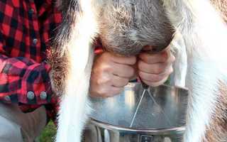 Наскільки до молока дає коза на добу, ніж годувати щоб збільшити надої коли і як доїти, відео