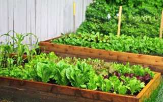7 видів салату для вашого саду. Кращі сорти. Посів, вирощування і догляд. Опис, фото