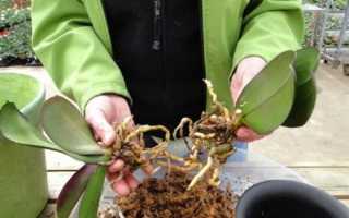 Як розсадити орхідею, опис способів і терміни процедури, відео