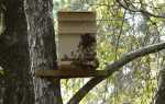 Бджільництво — пристрій пасток для рою диких бджіл, розширення пасіки, відео