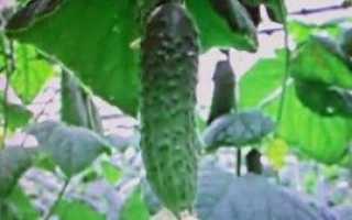 Розсада гібридних огірків — відео