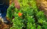 Посадка моркви під зиму: коли садити і як правильно, при якій температурі, рекомендації по догляду