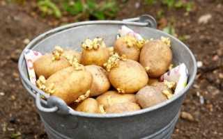 Як садити картоплю, нюанси пророщування і висадки бульб, відео