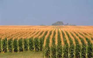 Кукурудза цукрова — опис сортів, технологія вирощування, відео