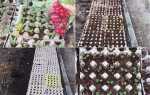 Редис — вирощування в яєчних лотках, посадка, догляд, відео