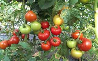 Які сорти помідор найурожайніші — фото, відео