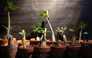 Адениум з насіння — вирощування в домашніх умовах, посів, проблеми, фото, відео