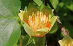 Тюльпанове дерево ліріодендрон в домашніх умовах вирощування, відео