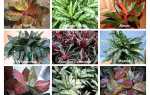 Аглаонема — різні види і сорти для вирощування вдома, відео