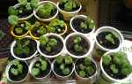Пеларгонія — правильне вирощування розсади з насіння, відео