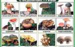 Їстівні гриби — білі, лисички, гливи, боровик, трутовик, сморчки, вовнянки, фото, відео