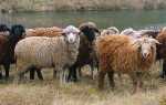 Розведення овець і вирощування в домашніх умовах для початківців, бізнес план, відео