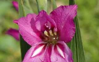 Гладіолус квітка. Опис, особливості, види і догляд за гладіолусами
