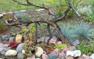 Дивовижний Рутар — сад коренів на вашій ділянці, відео
