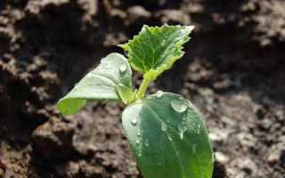 Після чого садити огірки на наступний рік? Що садити після огірків у відкритому грунті, теплиці. Таблиця сівозміни