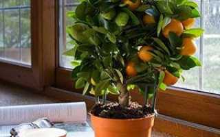 Каламондін — вирощування, догляд та пересадка в домашніх умовах, чи можна їсти плоди цитруса, відео