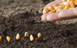 Терміни посадки кукурудзи в Підмосков’ї на розсаду і в грунт, відео