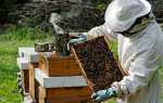 Бджільництво для початківців — з чого почати, все про бджіл і бджільництво, бізнес з нуля, відео