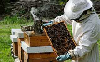 Бджільництво для початківців — з чого почати, все про бджіл і бджільництво, бізнес з нуля, відео