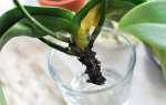Як реанімувати і врятувати орхідею в домашніх умовах, якщо згнили коріння, відео