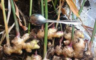 Імбир — збір врожаю і способи зберігання бульб рослини, відео