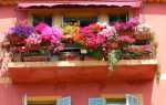 Як доглядати за петунією на балконі для пишного цвітіння, відео