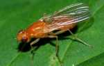Морквяна муха: ознаки ураження як з нею боротися і якими способами, ніж обробити коренеплоди