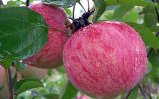 Яблука — огляд літніх сортів для вирощування на півдні Росії, відео