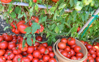 Коли і як садити розсаду томатів в грунт: актуальні терміни квітня, всі знання для врожайного року. |