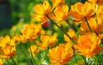 Квітка купальница — вирощування з насіння, посадка і догляд, відео