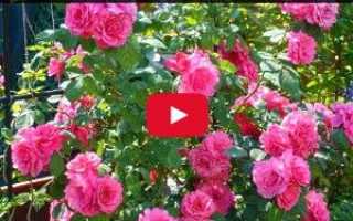 Як вибирати, садити і доглядати за трояндами — відео