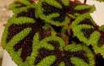 Бегонія Месона (Begonia Masoniana) — фото, відео