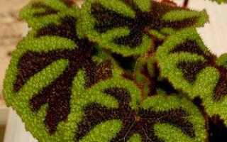 Бегонія Месона (Begonia Masoniana) — фото, відео