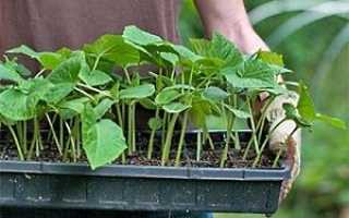 Касети для вирощування розсади овочевих та квіткових культур відео, касети для розсади з піддоном