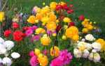 Вирощування жовтців садових — особливості посадки навесні і восени, правила догляду, відео