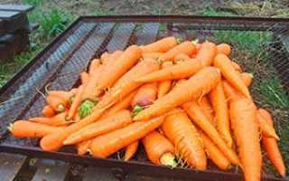 Після чого можна садити морква — попередники + відео