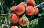 Хвороби персика, як лікувати курчавость листя, боротьба народними засобами, фото, відео