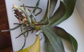 Що робити, якщо у орхідеї згнили коріння, правила реанімації — відео