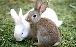 Породи кролів — з фото і описом, декоративні, карликові м’ясні