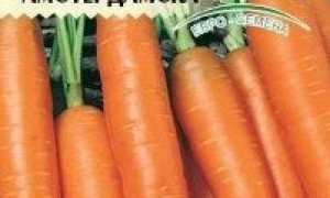 Врожайні сорти моркви: фото, назву, опис