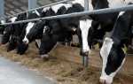Комбікорм для великої рогатої худоби — інгредієнти, відео