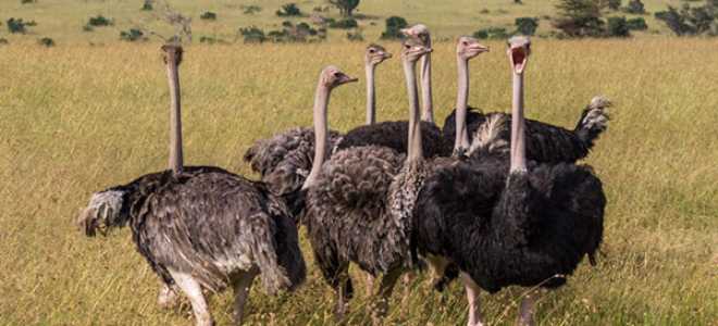 Зміст страусів — приміщення, чим харчуються, несучість, вагу, відео