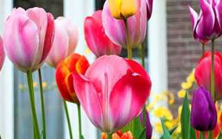 Цвітіння тюльпанів — як поліпшити за допомогою препарату Циркон і добрива, відео