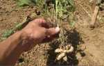 Як садити арахіс у відкритий грунт, час посадки, підготовка грунту і насіння, відео