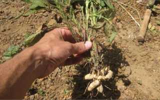Як садити арахіс у відкритий грунт, час посадки, підготовка грунту і насіння, відео