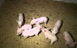 Прогресивні методи свинарства — утримання свиней на спеціальній підстилці з тирси, відео