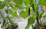 Огірки на підвіконні — вирощування гібридних сортів, прищіпка, підгодівля, відео