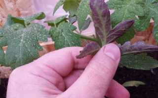 Чому розсада помідорів фіолетова і погано росте на підвіконні