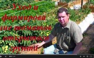 Відео вирощування томатів у відкритому грунті